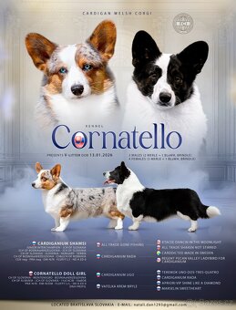 Corgi steniatka s PP. - 8