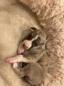 Whippet/vipet štěňata k rezervaci s PP - 8