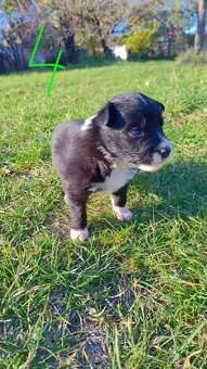 Border kolie bez PP - 8