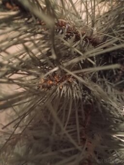 nový vánoční stromek 100cm - 8