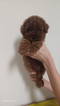 Štěňata červenohnědého toy pudla - 8