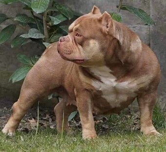American Bully - 8