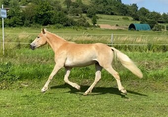 hafling valášek 2,5 roku - 8