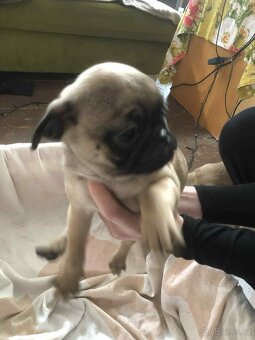 Štěňata Mops - 8
