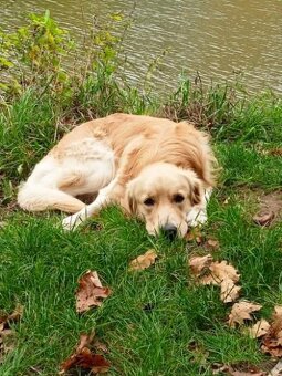 Zlatý retrívr štěňátka 🐶 - 8