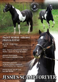 Paint horse valášek - 8