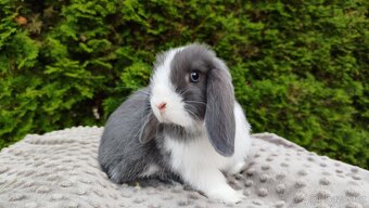Zakrslý beránek, králíček, králík - HENRY - 8