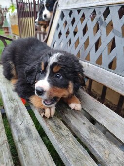 Bernský salašnícky pes šteniatka - 8