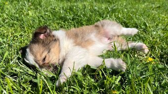 Štěňátka Sheltie/Šeltie bez PP - 8