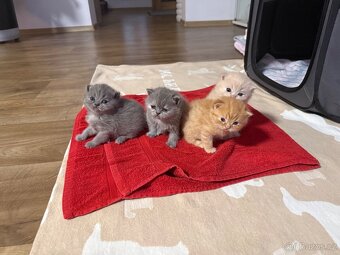 Britská koťata - 8