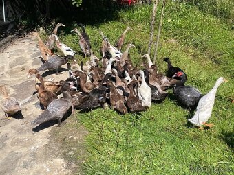 PRODÁM MLADÉ INDICKÉ BEŽCE KRÁSNÝCH BAREV - 8