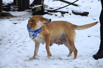 Reica hledá domov - 8