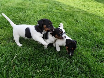 Jack Russell teriér , Jrt - 8