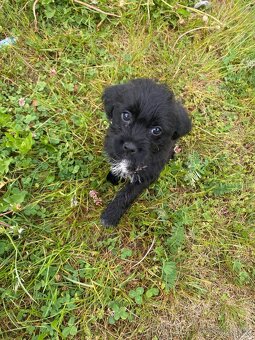 Jorkšírský teriér x Jack Russel bez pp - 8