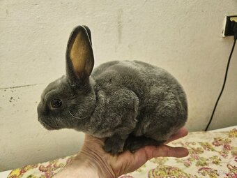 Zakrslý králíček - 8