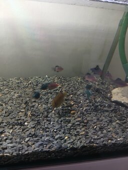 450L akvárium se skříní juwel - 8