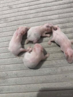 Křeček Syrský nar. 9.2.2026 - 8