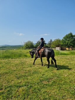 Připouštění QH hřebcem - 8