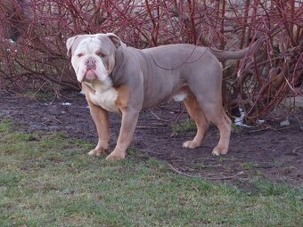 Staroanglický buldok/Old English Bulldog (OEB) - 8