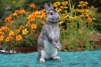 Zakrslý rexík činčilový s rodokmenem oceněná mláďata - 8