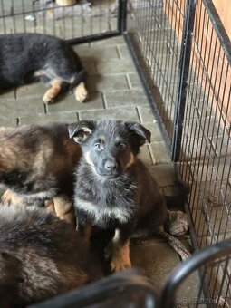 Německý ovčák - 8