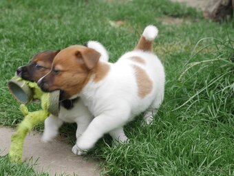 Jack russel terier s PP - 8