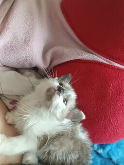 Ragdoll - 8
