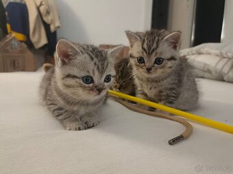 Koťátka Skotská klapouchá - 8