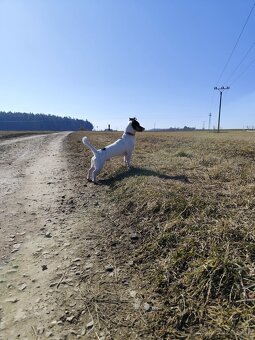 Jack Russell teriér - 8