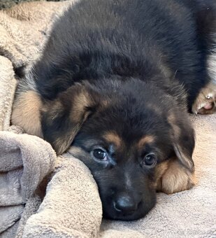 Německý ovčák štěňata - 8