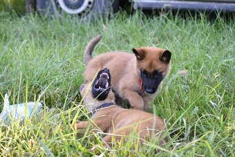 Belgický ovčák Malinois s PP - 8