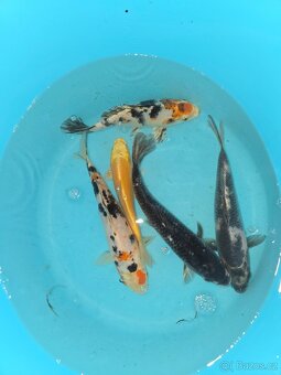 Koi 5-35cm - 8