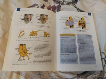 Langmanova lékařská embryologie - Thomas W. Sadler - 8