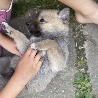 Kanaánský pes - štěňata s PP (Canaan dog) - 8