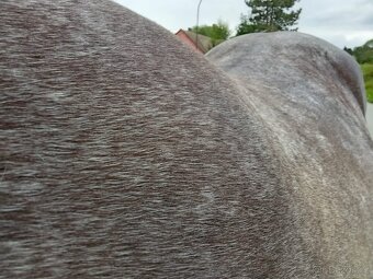 Klisna Appaloosa Horse - 8