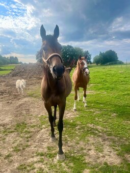 Klisna moravský teplokrevník - 8