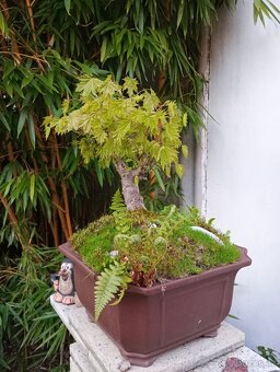 Javor mléč (Acer platanoides) bonsai - 8