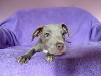 Americký pitbulterier s PP silverfawn rarita - 8