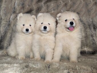 SAMOJED ŠTENIATKA S RODOKMEŇOM - 8