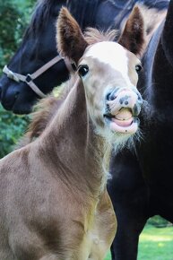 Drum horse hřebec, matka Shire horse, otec irský cob - 8