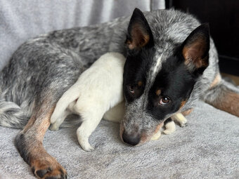 Australský honácký pes s PP - 8