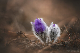 Pentacon 135/2,8 M42 - 8