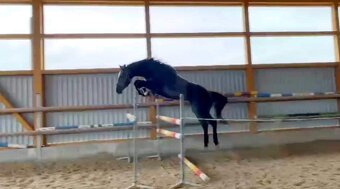 🐴 Na prodej – mladý valach po Hickstead White - 8