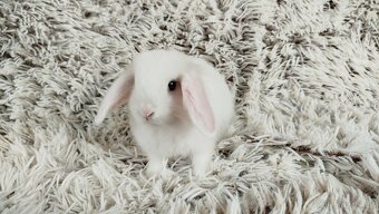 Zakrslý beránek, králíček, králík - TIMIAN - 8