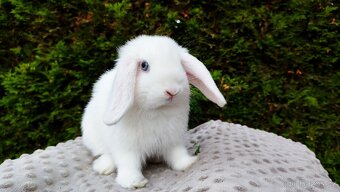 Zakrslý beránek, králíček, králík - TYMIÁN - 8