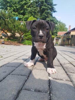 Americký stafordširský teriér : AMSTAFF - 8