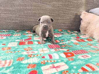 Stafordšírský bulteriér - 8