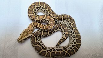 Krajta tmavá - Python bivittatus - 8