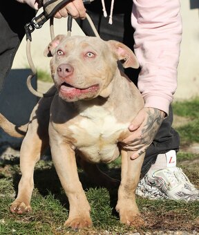American bully XL - 8