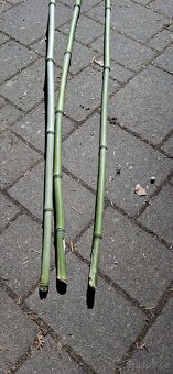 Bambus - bambusové tyčky - 8